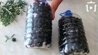 5 Litrelik Damacanada Siyah Zeytin Nasıl Kurulur – videodan kare
