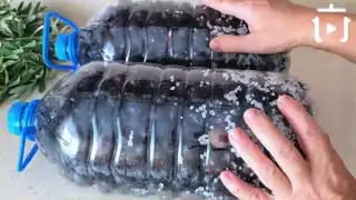 5 Litrelik Damacanada Siyah Zeytin Nasıl Kurulur – videodan kare