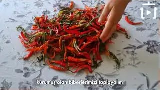 Tüm Püf Noktalarıyla Kışlık Biber Nasıl Kurutulur – videodan kare