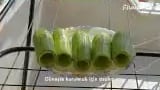 Çürüme Küflenme Olmadan Dolmalık Kabak Nasıl Kurutulur – videodan kare