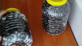 Evde Siyah Zeytin Nasıl Yapılır – videodan kare