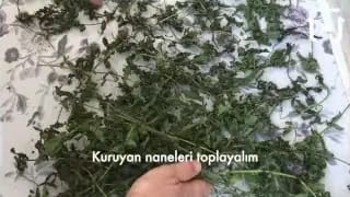 Evde Tamamen Doğal Yöntemle Nane Nasıl Kurutulur – videodan kare